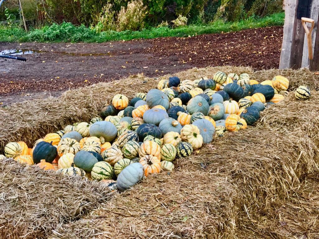 pumpkin-squashes-farm-picking