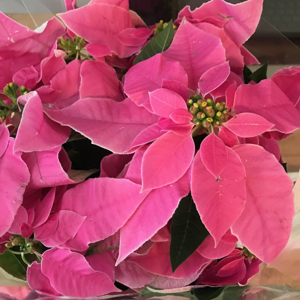 Bright pink Christmas poinsettias in pot
